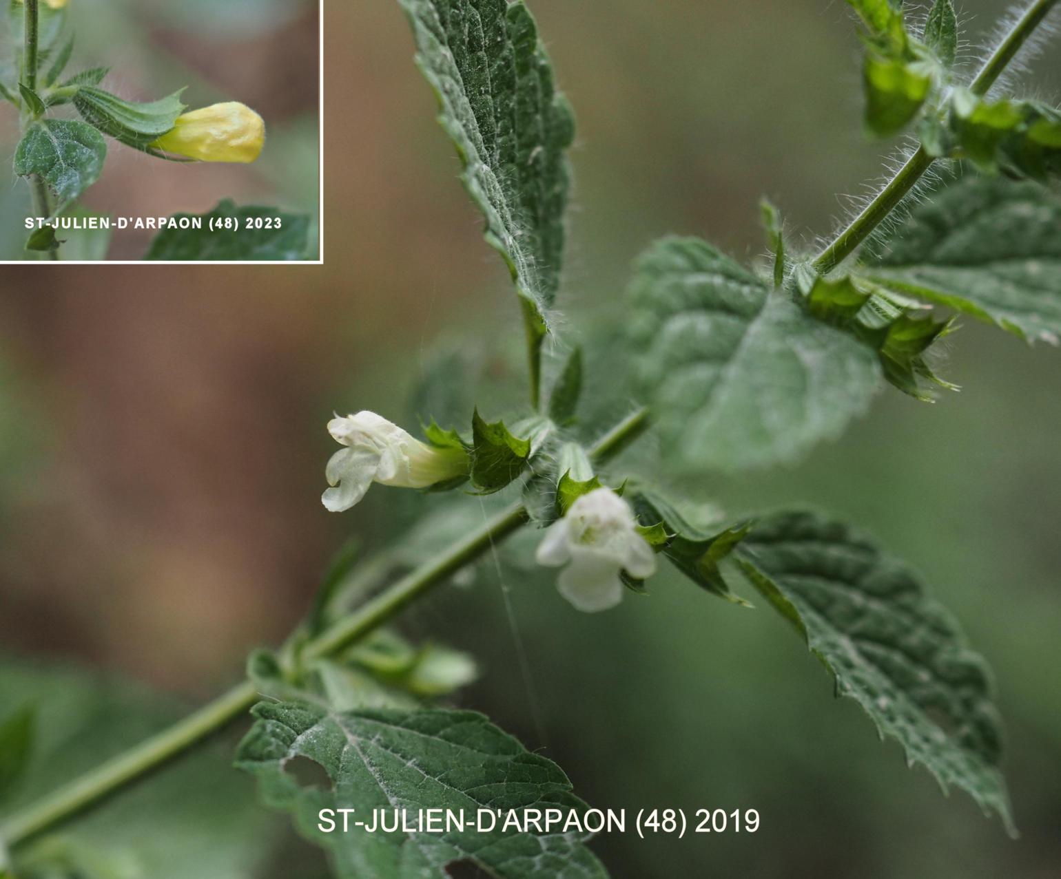 Lemon balm